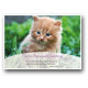 Postkarte - Kätzchen