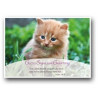 Postkarte - Kätzchen