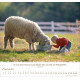 Ein Leben für die Schafe 2024 - Wandkalender