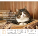Katzen - Minikalender 2026