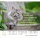 Katzen - Minikalender 2026