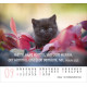 Katzen - Minikalender 2026