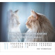 Katzen - Minikalender 2026