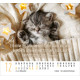 Katzen - Minikalender 2026