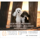 Hunde - Minikalender 2026