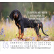 Hunde - Minikalender 2026
