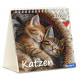 Katzen 2026