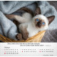 Katzen 2026