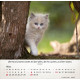 Katzen 2026