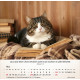 Katzen 2026