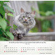 Katzen 2026