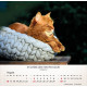 Katzen 2026