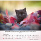 Katzen 2026