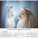 Katzen 2026