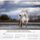 Pferde - Tischkalender 2026