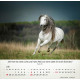 Pferde - Tischkalender 2026