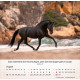 Pferde - Tischkalender 2026