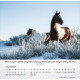 Pferde - Tischkalender 2026