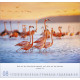 Licht Impressionen 2026 Wandkalender