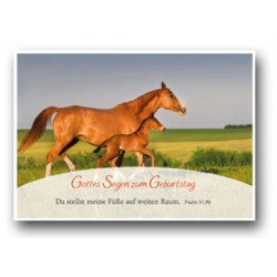 Postkarte - Pferde