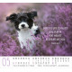 Hunde - Minikalender 2027