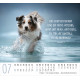 Hunde - Minikalender 2027