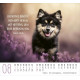 Hunde - Minikalender 2027