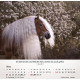 Pferde - Tischkalender 2027