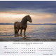 Pferde - Tischkalender 2027