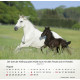 Pferde - Tischkalender 2027
