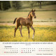 Pferde - Tischkalender 2027