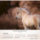 Pferde - Tischkalender 2027