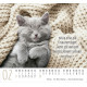 Katzen - Minikalender 2027