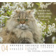 Katzen - Minikalender 2027