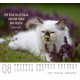 Katzen - Minikalender 2027