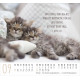 Katzen - Minikalender 2027