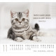 Katzen - Minikalender 2027