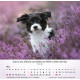 Hunde 2027