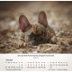 Hunde 2027
