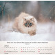 Katzen 2027
