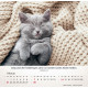 Katzen 2027