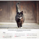 Katzen 2027
