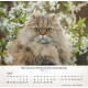 Katzen 2027