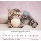 Katzen 2027
