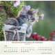 Katzen 2027
