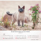 Katzen 2027