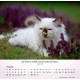 Katzen 2027