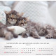 Katzen 2027