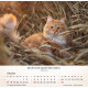 Katzen 2027