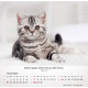 Katzen 2027